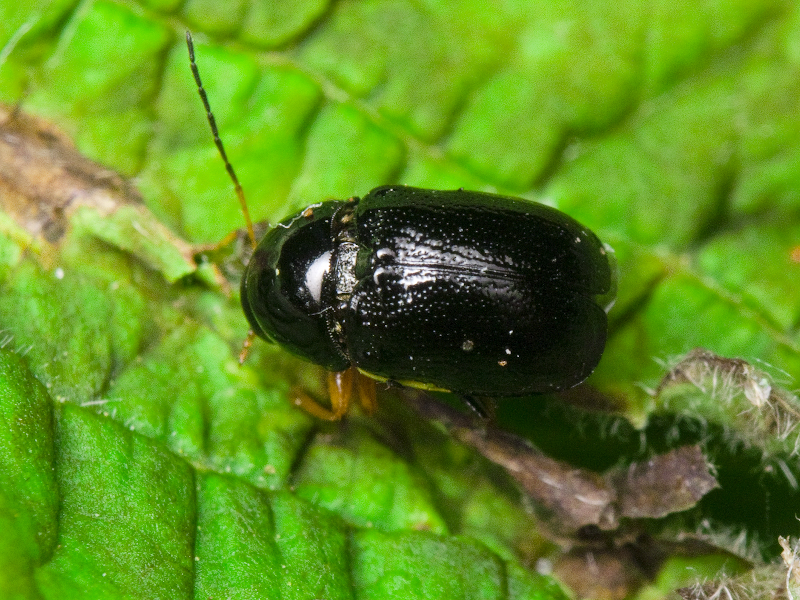 Cryptocephalus (Cryptocephalus) bameuli Duhadelborde, 1999